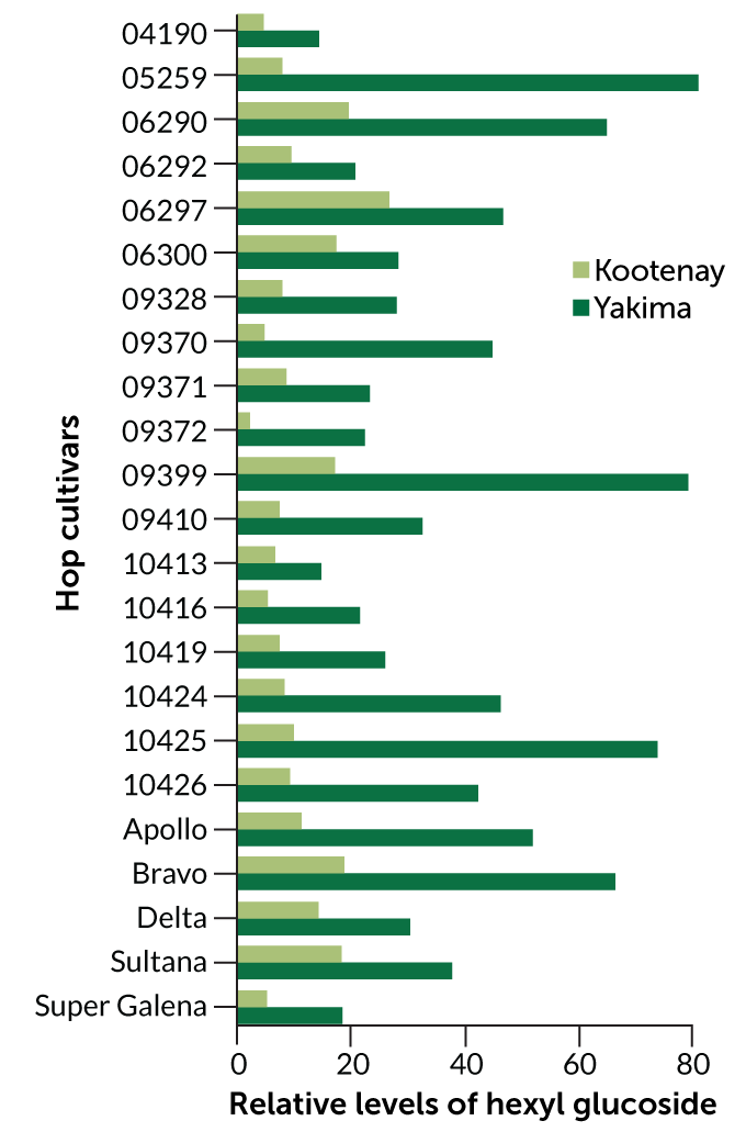 Graph of hexyl glucoside levels in hop cultivars