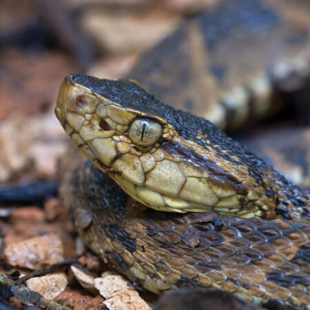 Fer-de-lance (Bothrops asper)