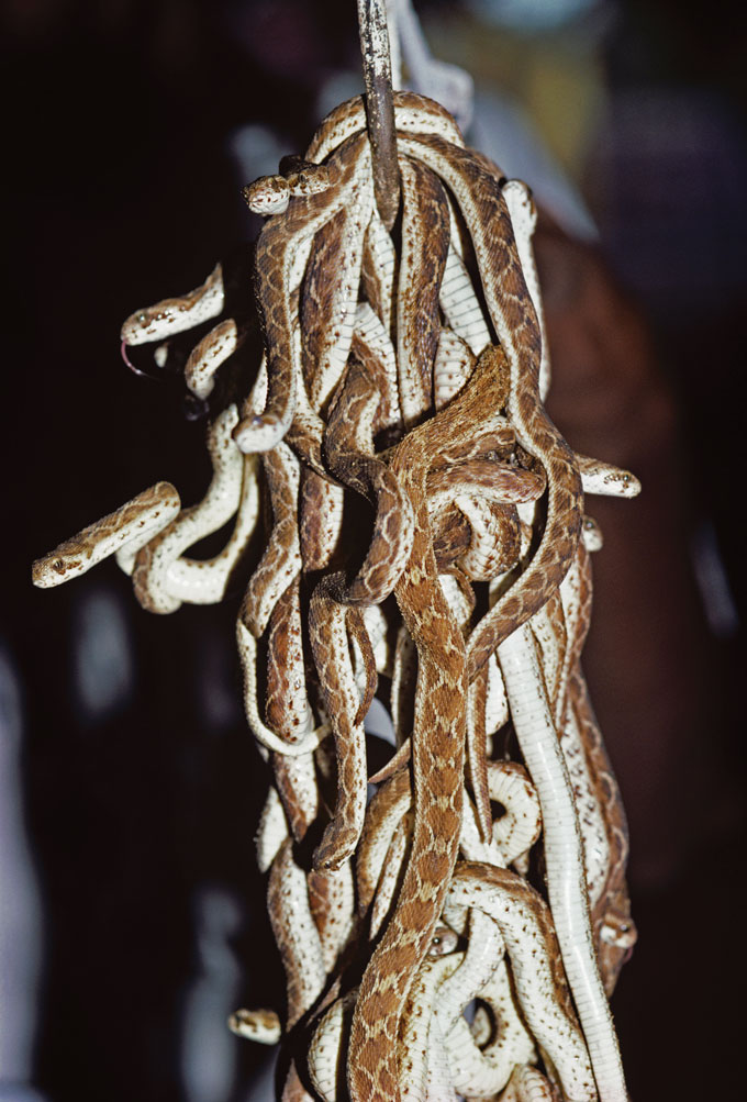 Saw-scaled vipers being milked