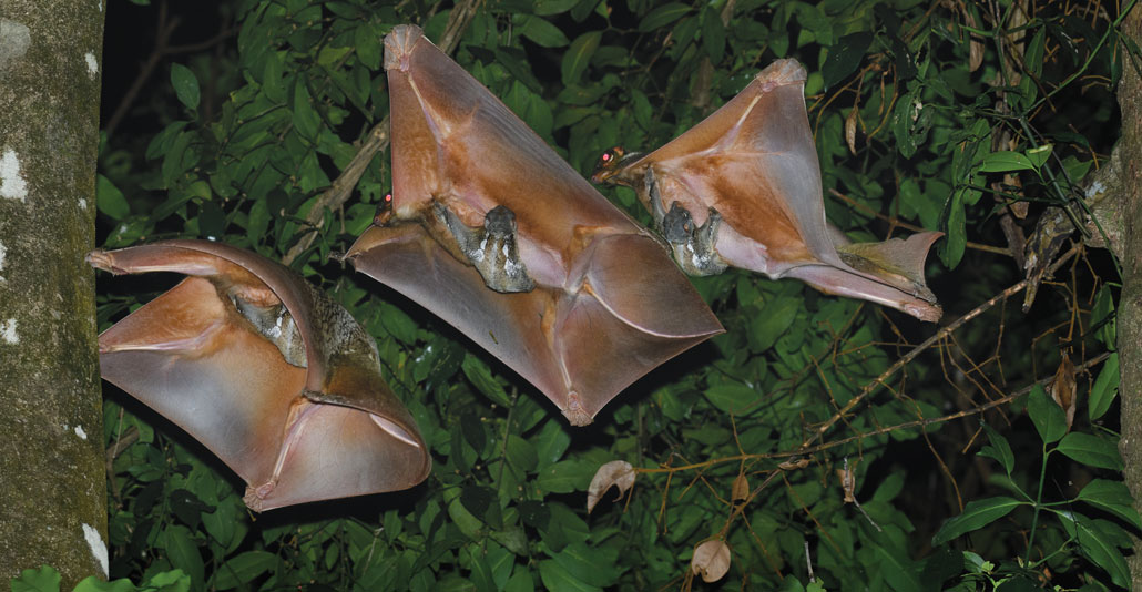 a time lapse of a colugo gliding to a tree trunk