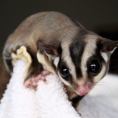 photograph of a sugar glider