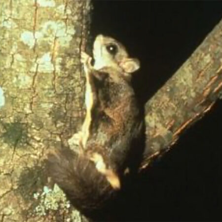 photo of a northern flying squirrel on a tree