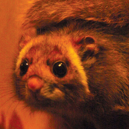 photo of a Japanese giant flying squirrel