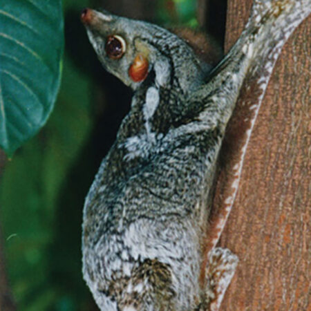 photo of a sunda colugo