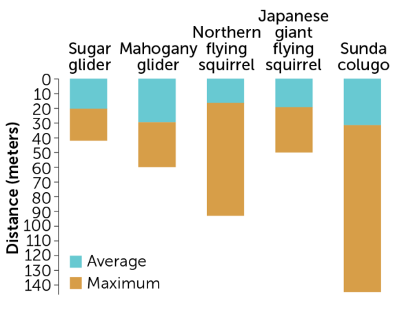 graph of the gliding distances of different mammals