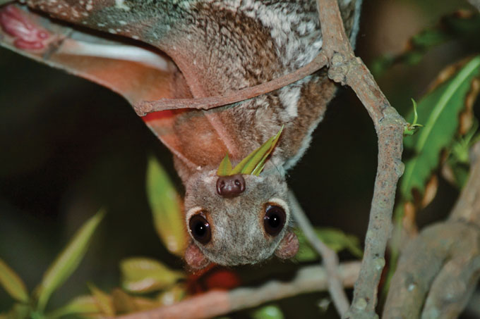 An upside-down colugo looking directly at the camera