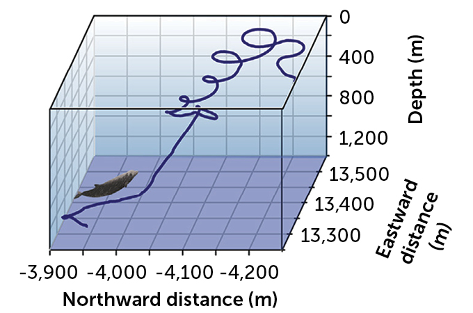 chart of Cuvier's beaked whale's path to the surface