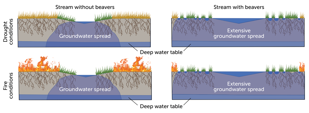 diagrams of groundwater spread in streams with and without beavers in drought and fire conditions