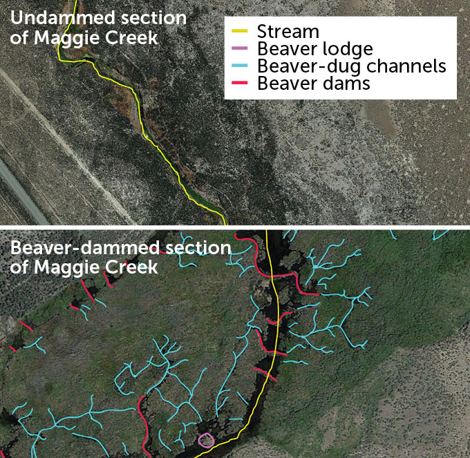 Satellite images of undammed and Beaver-dammed sections of Maggie Creek