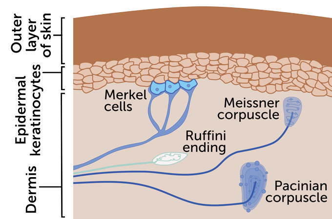 diagram of the four main types of touch receptors in skin