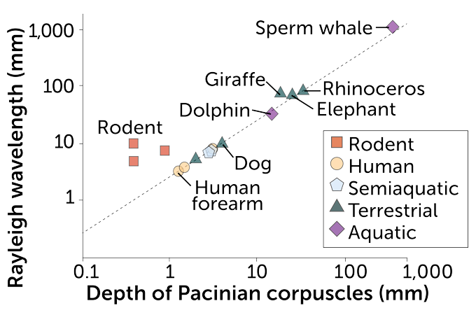 scatter plot of the ratio of Rayleigh wavelength to touch receptor depth in various mammals