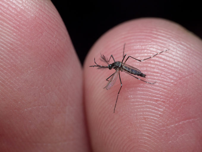 Aedes aegypti mosquito