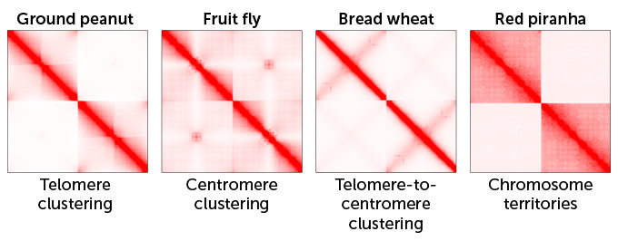 red and white heat maps showing the ways chromosomes interact in peanuts, fruit flies, wheat and red piranhas