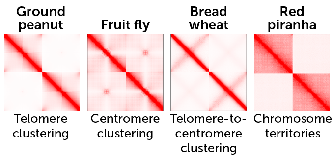 red and white heat maps showing the ways chromosomes interact in peanuts, fruit flies, wheat and red piranhas