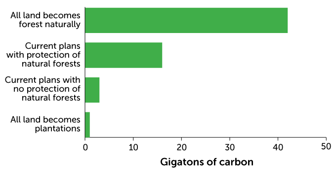 graph showing the amount of carbon sequestered by 2100 in four Bonn Challenge scenarios