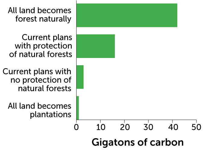 graph showing the amount of carbon sequestered by 2100 in four Bonn Challenge scenarios