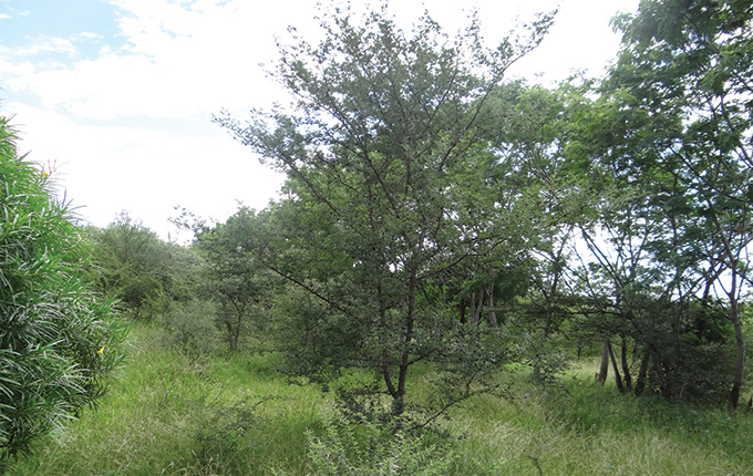 a green landscape with green ground cover and trees