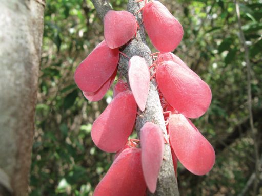 pink planthoppers clustered on a branch