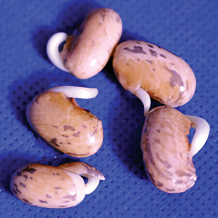 image of untreated seedlings