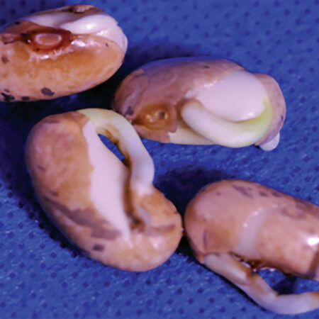 image of seedlings treated with plasma for 30 seconds