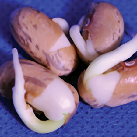 images of seedlings treated with plasma for one minute