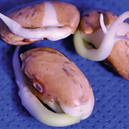 images of seedlings treated with plasma for five minutes