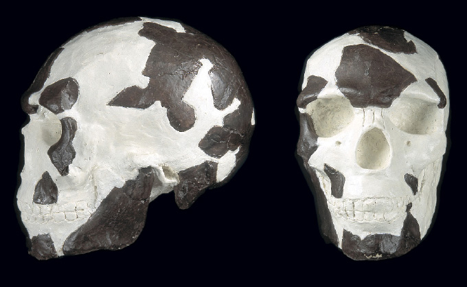 front and dise view of skull discovered at Omo Kibish