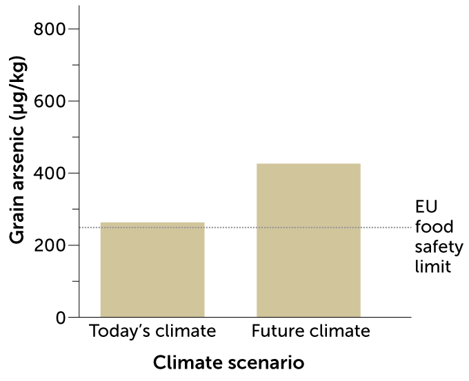 a chart showing arsenic in rice under different climate conditions