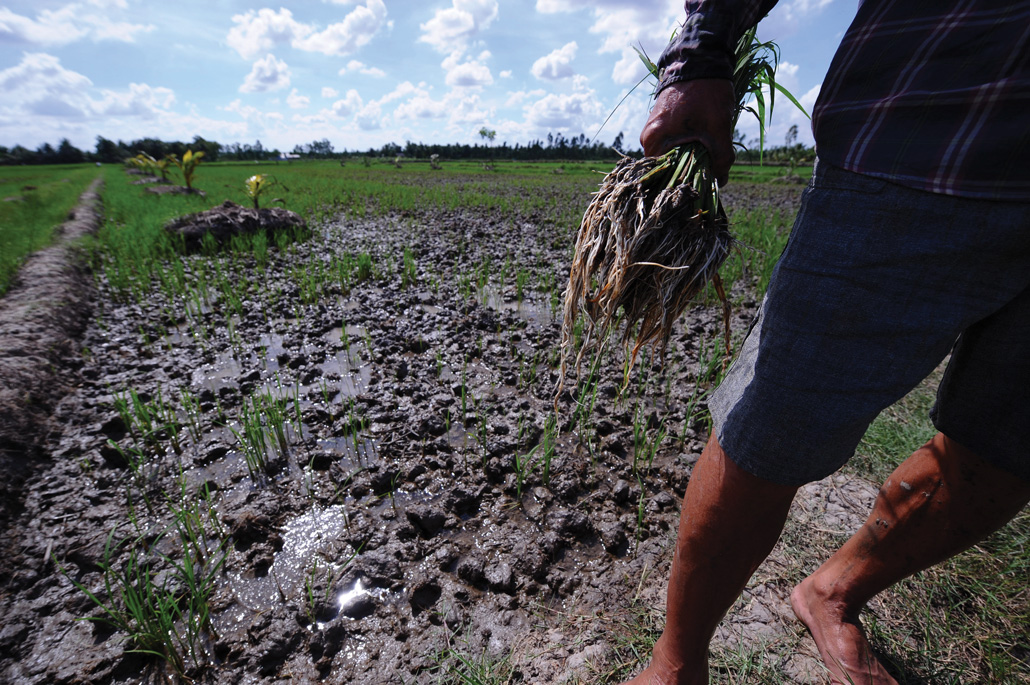 a farmer's hand holding dead rice plants being pulled from a paddy