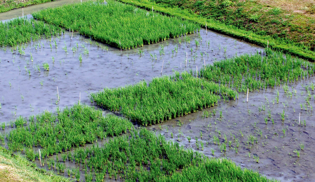 rice paddies