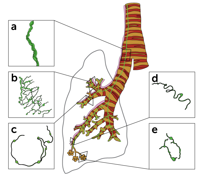 Where some glia are found in a mouse lung