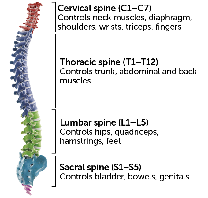 diagram showing which sections of the spinal cord control different parts of the body