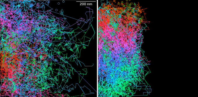 Colored tracks representing cell movements..