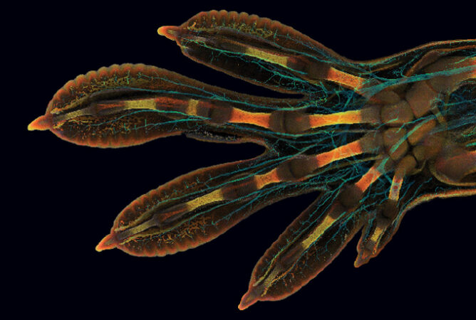 a photomicrograph of the scales of a developing gecko’s hand