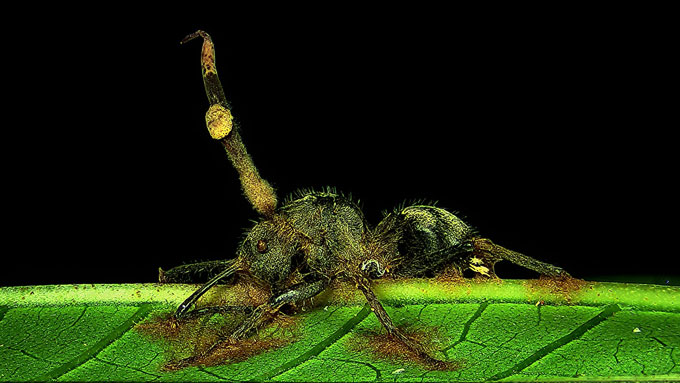 A close up photo of ant infected by Ophiocordyceps fungi on a leaf.