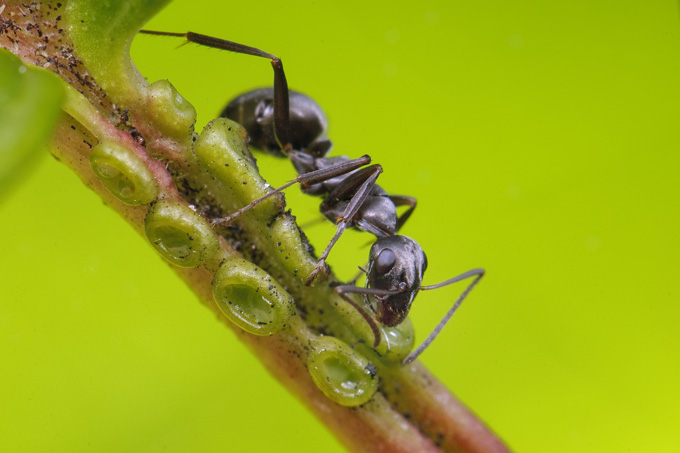 An ant stepping on a branch covered in green lumps