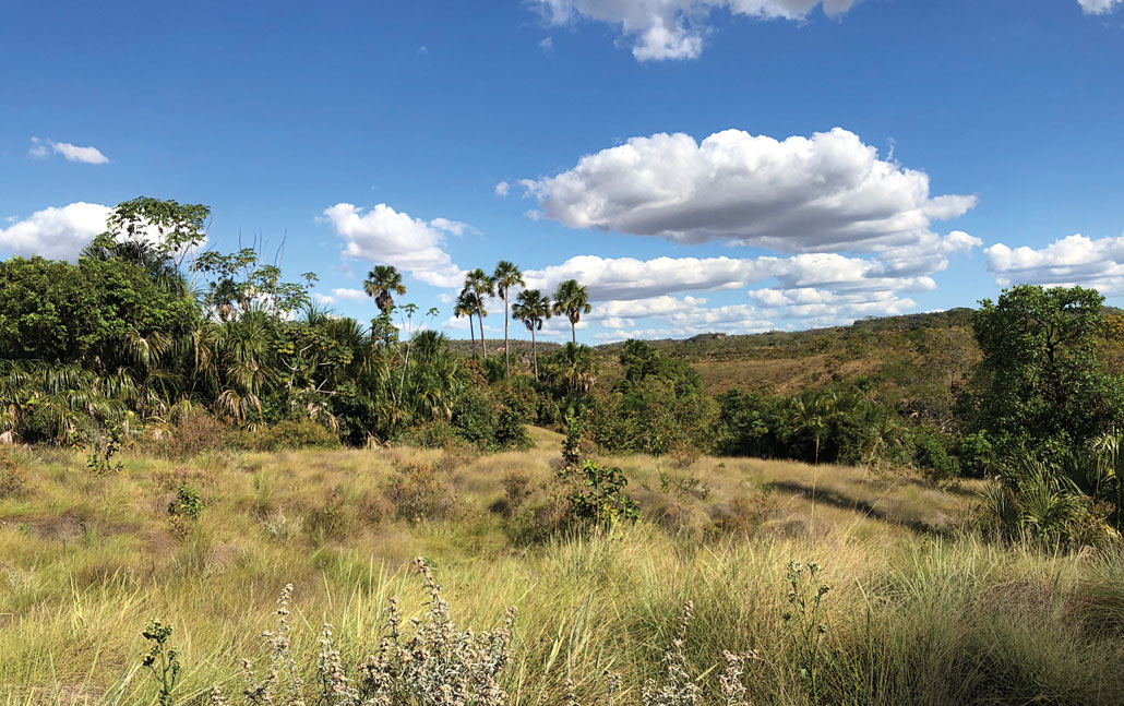 A photo of a grassy area with trees and other vegetation all around.