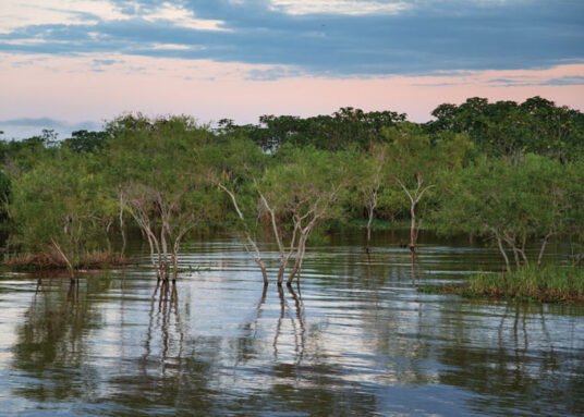 A photo of water with skinny trees growing throughout the waterway.