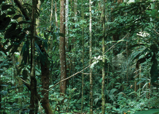 A photo of a very dense wooded area.