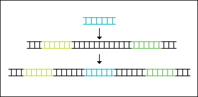 In this diagram, ladder structures represent DNA. A short blue latter icon appears at the top with an arrow going toward the middle of a longer strand of DNA with two other genes shown, one lime green and one kelly green. Another arrow shows the final strand of DNA where the blue gene has been inserted into the middle of the longer strand.