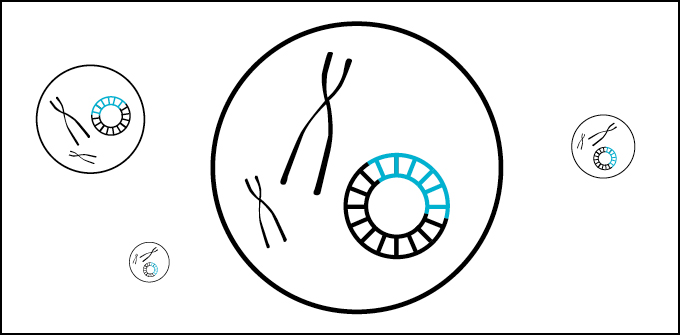 Illustrations of cells with chromosomes and DNA inside