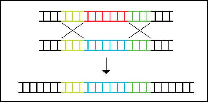 Two DNA stands appear at the top of the diagram. One contains a healthy copy of a gene shown in blue and the other contains an unhealthy copy of a gene in red. CRISPR triggers cellular processes that swap the unhealthy copy for the healthy one in a resulting strand of DNA shown at the bottom of the diagram.