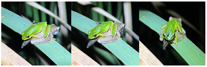 Some picky Australian mosquitoes may target frog nostrils for blood