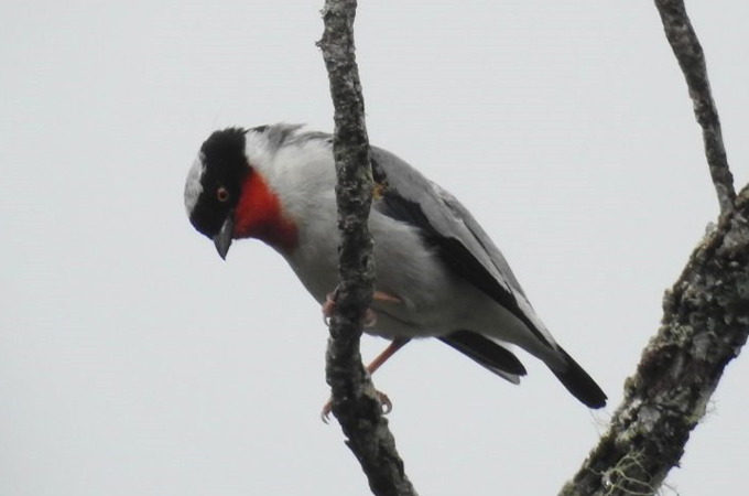 This bird hasn’t been seen in 38 years. Its song may help track it down