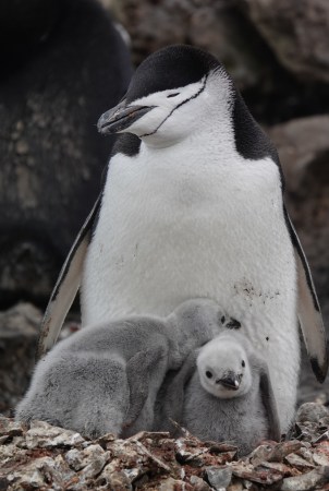 These nesting penguins nod off over 10,000 times a day, for seconds at a time