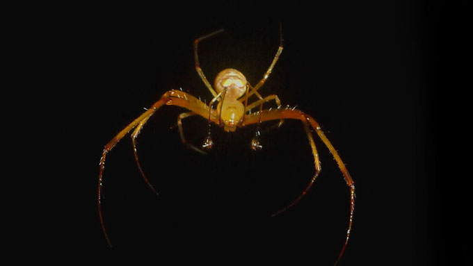 A Gelanor siquirres spider