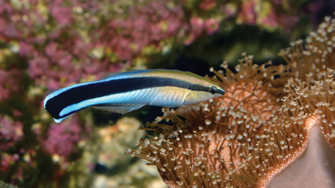 a Bluestreak cleaner wrasse