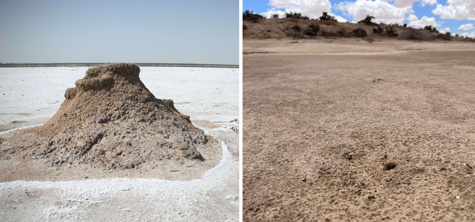 A composite showing an image of a desert ant hill amid a salt flat and an image of an entrance to a desert ant hill tunnel with shrubbery and other plants int he background on the left