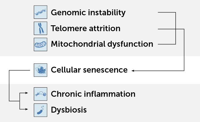 A flow chart begins with Genomic instability, telomere attrition, mitochondrial dysfunction then an arrow points to cellular senescence and then from there two arrows point to chronic inflammation and dysbiosis.