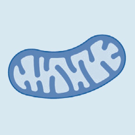 Mitochondria icon